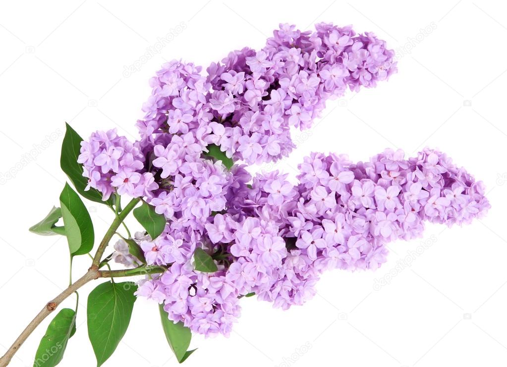 /Files/image/depositphotos_29620503-stock-photo-beautiful-lilac-flowers-isolated-on_1.jpg /Files/image/depositphotos_29620503-stock-photo-beautiful-lilac-flowers-isolated-on_1.jpg