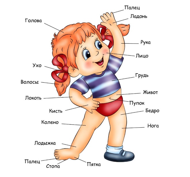 /Files/image/stroenie-tela.jpg /Files/image/stroenie-tela.jpg